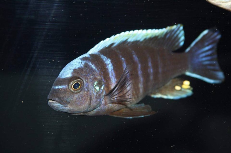 Cynotilapia aurifrons 'Lundu'